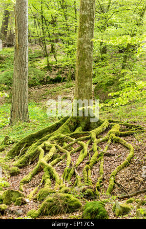 Moss covered roots from a beech tree above ground. These weave an intricate pattern on the forest floor. Stock Photo