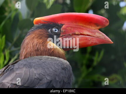 Close-up of the head of an Asian Rufous hornbill (Buceros hydrocorax), also known as Philippine hornbill Stock Photo