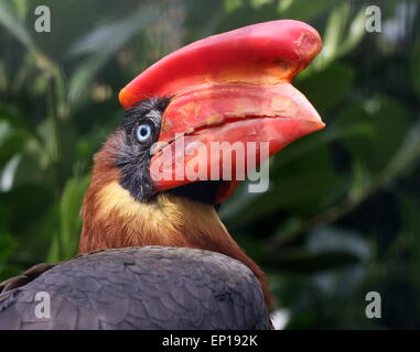 Close-up of the head of a female  Asian Rufous hornbill (Buceros hydrocorax), also known as Philippine hornbill Stock Photo