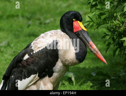 Female West African Saddle-billed stork (Ephippiorhynchus senegalensis) Stock Photo