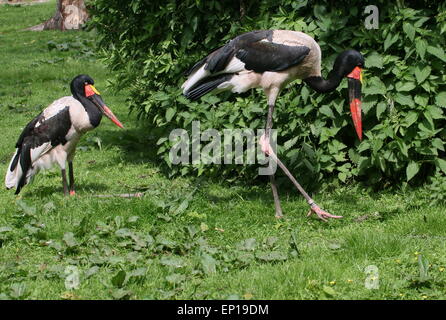 Male and female West African Saddle-billed stork (Ephippiorhynchus senegalensis) Stock Photo