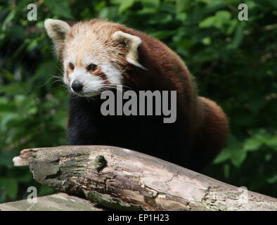 Asian Red Panda (Ailurus fulgens) Stock Photo