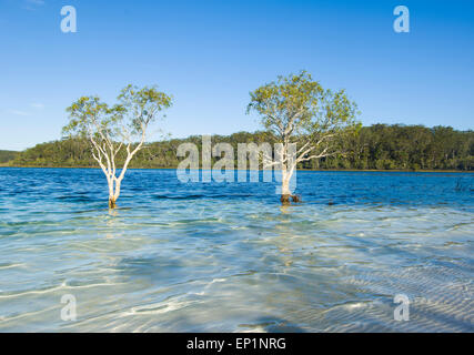 Trees growing in Lake McKenzie, Fraser Island, Queensland, QLD, Australia Stock Photo