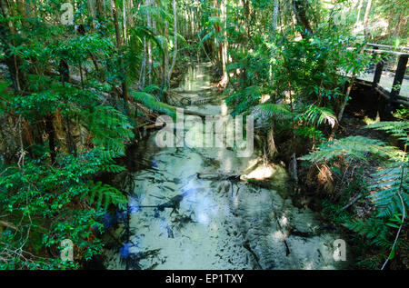 Wanggoolba Creek, Fraser Island, Queensland, QLD, Australia Stock Photo