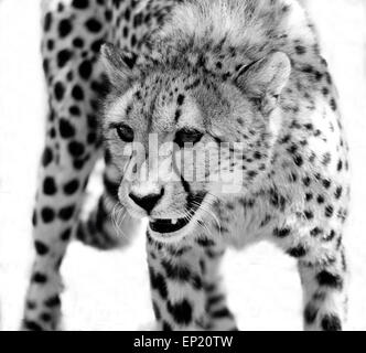 Portrait of a Cheetah, South Africa Stock Photo