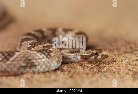Awl-headed snake (Lytorhynchus diadema), Sharjah, UAE Stock Photo