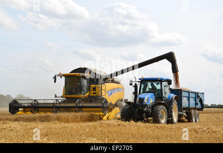 Combine harvester with tractor and trailer gathering corn on Fenland farm in South Lincolnshire, England Stock Photo