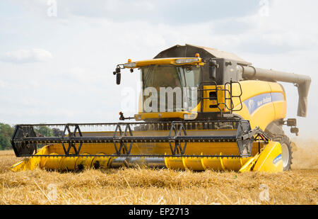 Combine harvester gathering corn under big blue Fenland sky Stock Photo