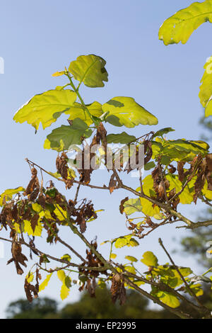 Frost damage, leaf, leaves, oak, oaks, Frostschaden, Eiche, Nachtfrost, Nachtfröste, Frost, Frostschäden, Quercus robur Stock Photo