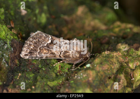 Straw underwing, Gelbflügel-Raseneule, Gelbflügel-Wieseneule, Gelbflügelraseneule, Thalpophila matura, Phalaena matura Stock Photo