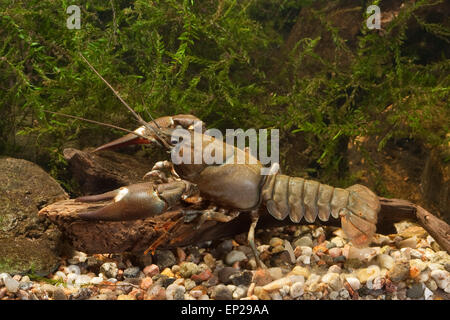 Signal crayfish, Signalkrebs, Signal-Krebs, Pacifastacus leniusculus, Flusskrebs, Flusskrebse, Flußkrebs, crayfishes, Astacidae Stock Photo