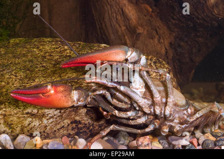 Signal crayfish, Signalkrebs, Signal-Krebs, Pacifastacus leniusculus, Flusskrebs, Flusskrebse, Flußkrebs, crayfishes, Astacidae Stock Photo