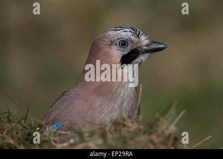 Eurasian jay, jay, jaybird, Portrait, Eichelhäher, Eichel-Häher, Porträt, Garrulus glandarius, Geai des chênes Stock Photo