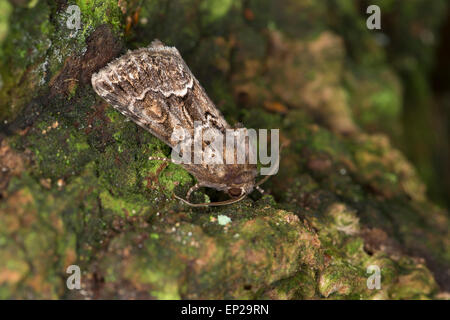 Straw underwing, Gelbflügel-Raseneule, Gelbflügel-Wieseneule, Gelbflügelraseneule, Thalpophila matura, Phalaena matura Stock Photo