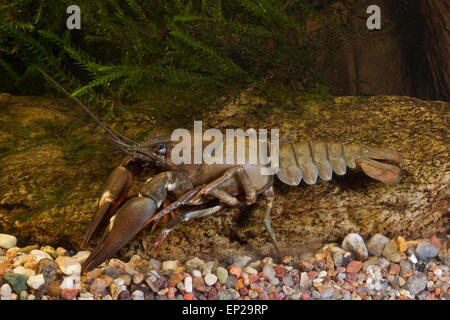 Signal crayfish, Signalkrebs, Signal-Krebs, Pacifastacus leniusculus, Flusskrebs, Flusskrebse, Flußkrebs, crayfishes, Astacidae Stock Photo