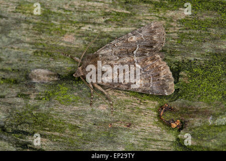 Straw underwing, Gelbflügel-Raseneule, Gelbflügel-Wieseneule, Gelbflügelraseneule, Thalpophila matura, Phalaena matura Stock Photo