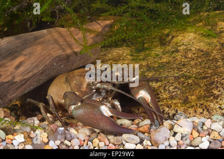 Signal crayfish, Signalkrebs, Signal-Krebs, Pacifastacus leniusculus, Flusskrebs, Flusskrebse, Flußkrebs, crayfishes, Astacidae Stock Photo