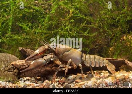 Signal crayfish, Signalkrebs, Signal-Krebs, Pacifastacus leniusculus, Flusskrebs, Flusskrebse, Flußkrebs, crayfishes, Astacidae Stock Photo