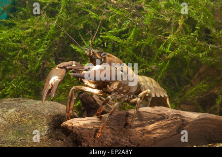 Signal crayfish, Signalkrebs, Signal-Krebs, Pacifastacus leniusculus, Flusskrebs, Flusskrebse, Flußkrebs, crayfishes, Astacidae Stock Photo