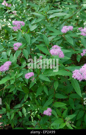 Spiraea betulifolia shrub Stock Photo - Alamy