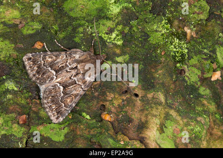 Straw underwing, Gelbflügel-Raseneule, Gelbflügel-Wieseneule, Gelbflügelraseneule, Thalpophila matura, Phalaena matura Stock Photo