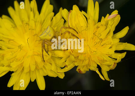 Crab spider, female, camouflage, Gehöckerte Krabbenspinne, Krabbenspinne, Weibchen, Tarnung, Thomisus onustus Stock Photo