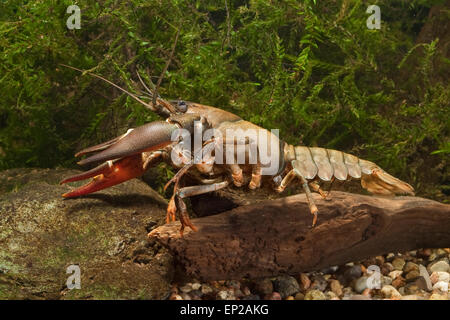 Signal crayfish, Signalkrebs, Signal-Krebs, Pacifastacus leniusculus, Flusskrebs, Flusskrebse, Flußkrebs, crayfishes, Astacidae Stock Photo