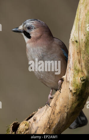 Eurasian jay, jay, jaybird, Portrait, Eichelhäher, Eichel-Häher, Porträt, Garrulus glandarius, Geai des chênes Stock Photo