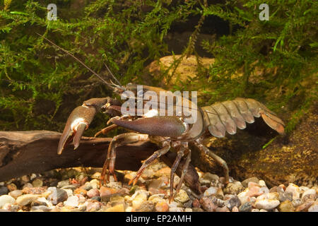 Signal crayfish, Signalkrebs, Signal-Krebs, Pacifastacus leniusculus, Flusskrebs, Flusskrebse, Flußkrebs, crayfishes, Astacidae Stock Photo