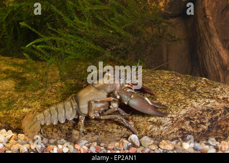 Signal crayfish, Signalkrebs, Signal-Krebs, Pacifastacus leniusculus, Flusskrebs, Flusskrebse, Flußkrebs, crayfishes, Astacidae Stock Photo