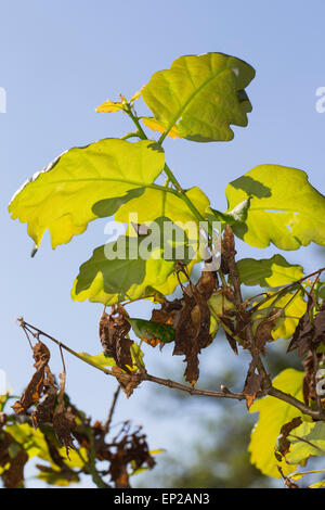 Frost damage, leaf, leaves, oak, oaks, Frostschaden, Eiche, Nachtfrost, Nachtfröste, Frost, Frostschäden, Quercus robur Stock Photo