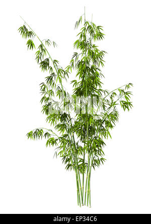 3D digital render of greeen bamboo trees isolated on white background Stock Photo