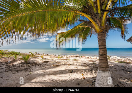 Palm trees on beach, Punta Tonanche near Champoton over Bay of Campeche, Gulf of Mexico, Campeche state, Mexico Stock Photo