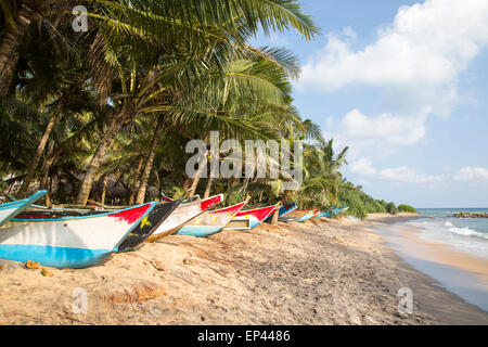 Brightly coloured fishing canoes under coconut palm trees of tropical sandy beach, Mirissa, Sri Lanka, Asia Stock Photo