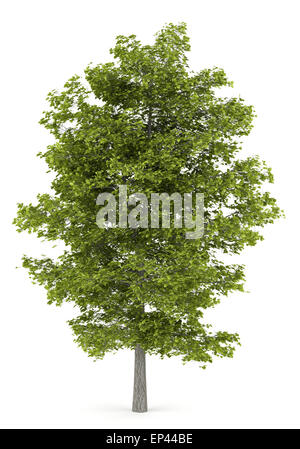 common lime tree isolated on white background Stock Photo