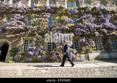 A porter at Jesus College Cambridge walking past the wall of wisteria in the First Court Stock Photo