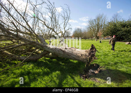 Tree on the ground in a park in Cambridge after being blown over in high winds Stock Photo