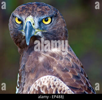 Portrait of a Steppe Eagle, South Africa Stock Photo