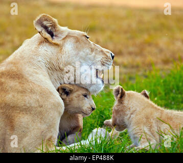 Lioness with two lion cubs, South Africa Stock Photo