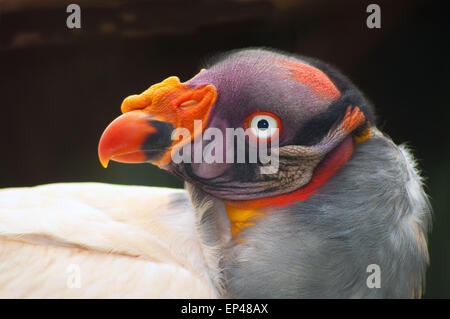 King Vulture, South Africa Stock Photo