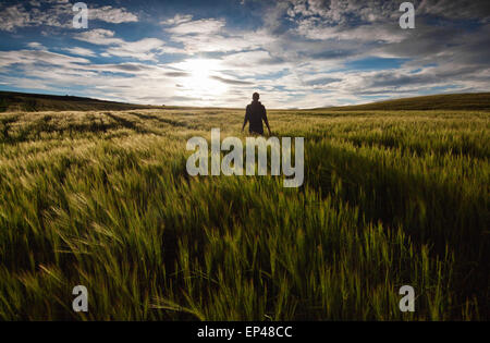 Rear view of a man standing in a green field at sunset Stock Photo