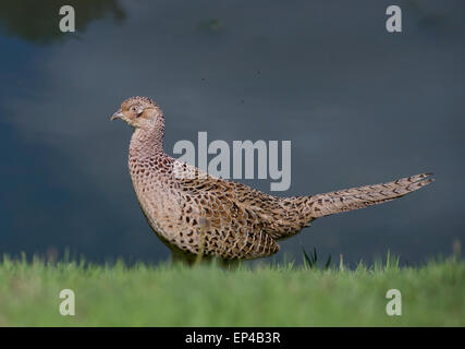 Common Pheasant (Phasianus colchicus) - female Stock Photo