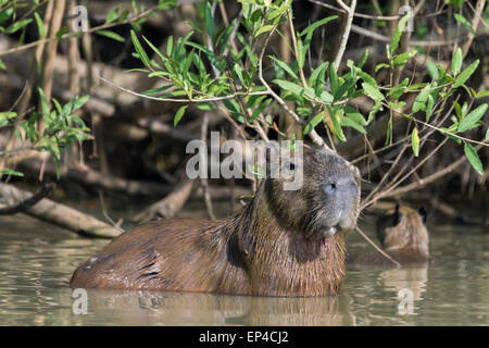 Muddy capybara in the mangroves, Pixaim River, Pantanal, Brazil Stock Photo