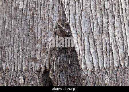 Patterns in the bark of a Queen Palm tree Stock Photo