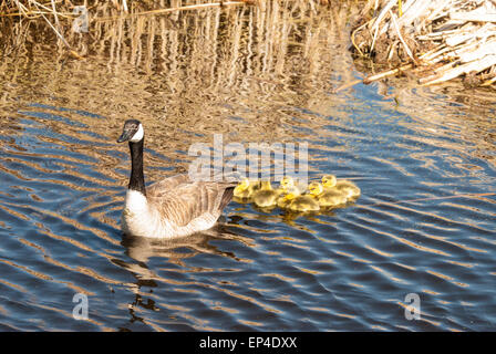 A group of newborn Canada goose goslings swimming behind one of their parents in a marsh near Big Lake, Alberta Stock Photo