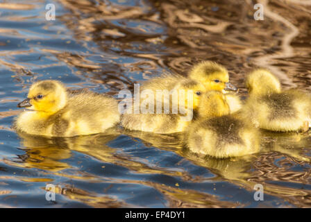 Five newborn Canada goose goslings swimming in a marsh near Big Lake, Alberta Stock Photo