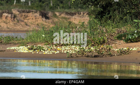 Symphony of butterflies on a sandbar on the Pixaim River, Pantanal, Brazil Stock Photo