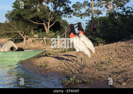 Hey mister, got any fish!  Jabiru storks begging for leftovers, Pixaim River, Pantanal, Brazil Stock Photo