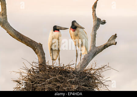 Pair of Jabiru storks on their nest at sunrise, Fazenda St Tereza, Pantanal, Brazil Stock Photo