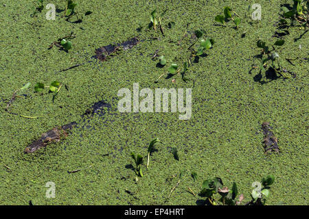 Caimans immersed in a pond of Salvinia and water hyacinth, Transpantanal Highway, Pantanal, Brazil Stock Photo
